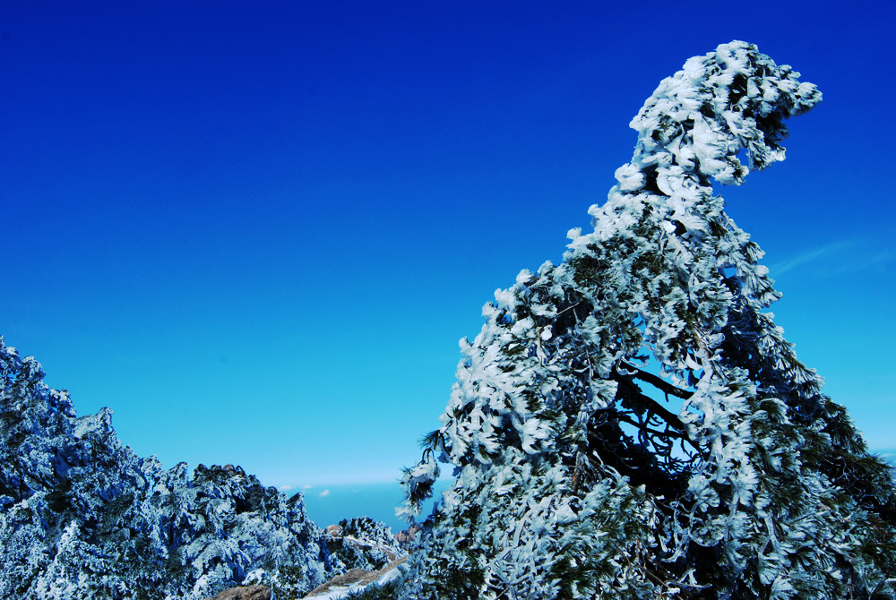 黄山雪松 摄影 胡歌