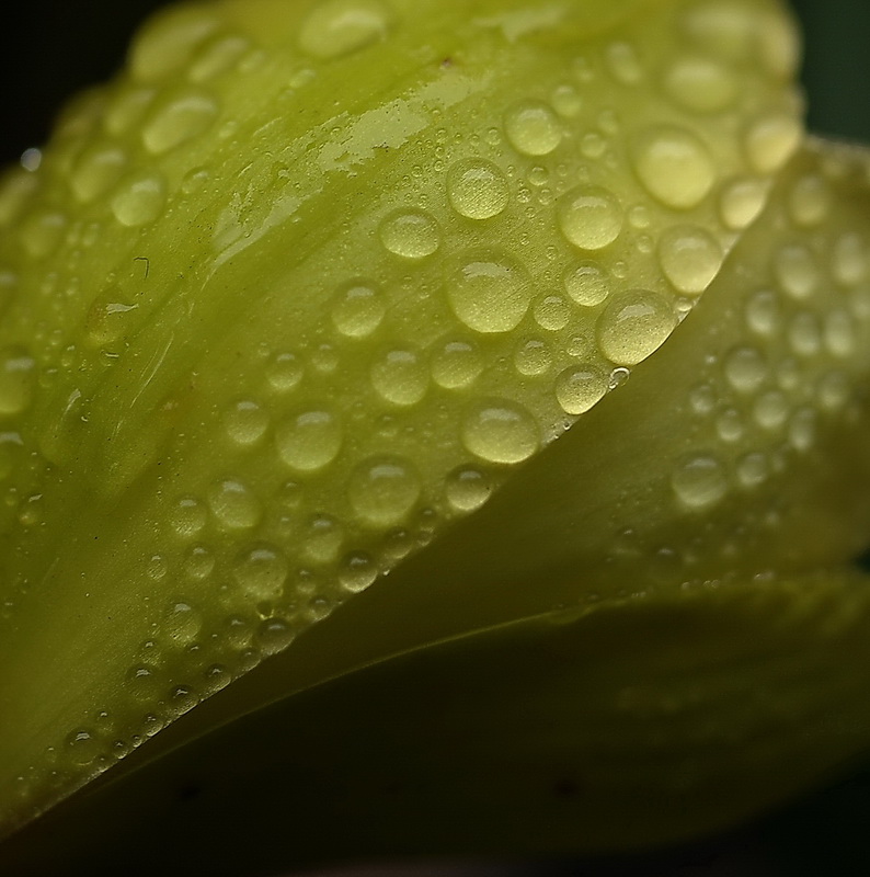 露 摄影 墨竹居主