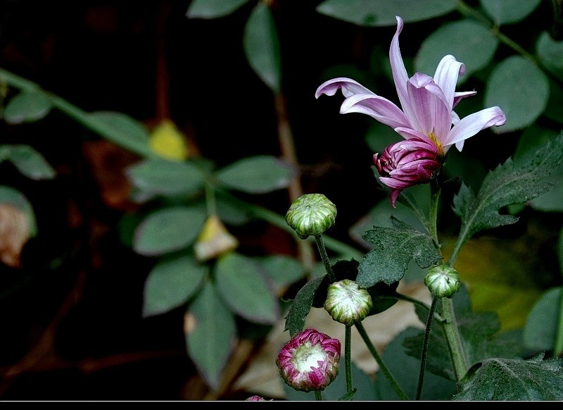 雏 菊 摄影 锦羽