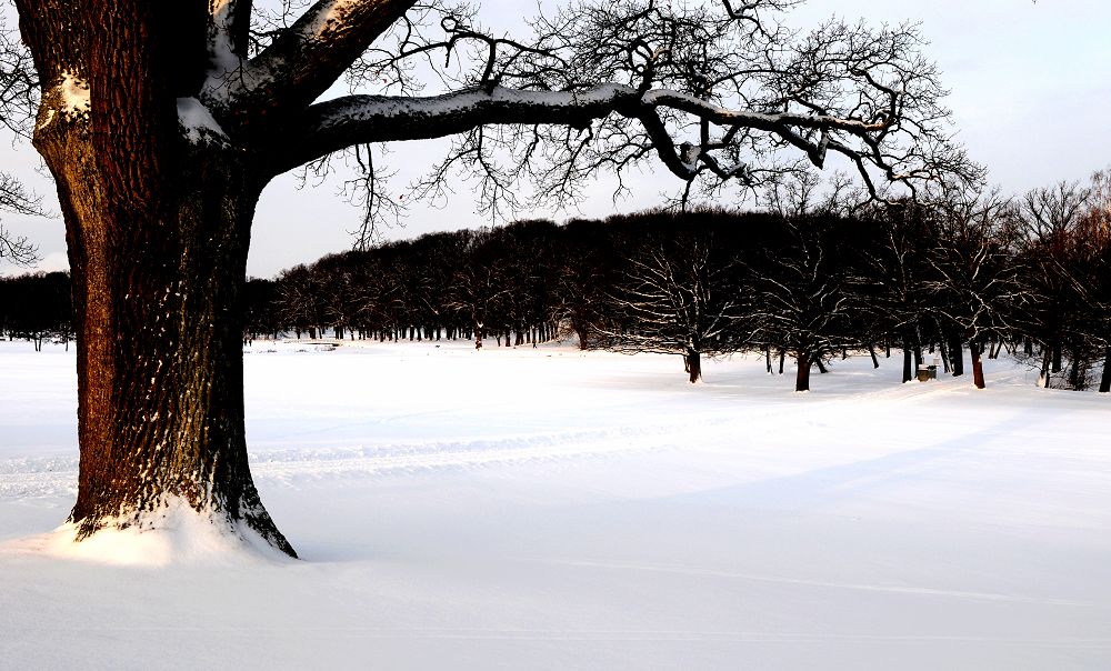 瑞雪纷飞北欧行8：快雪时晴（斯德哥尔摩皇后岛，请点大图） 摄影 色谷饥仙