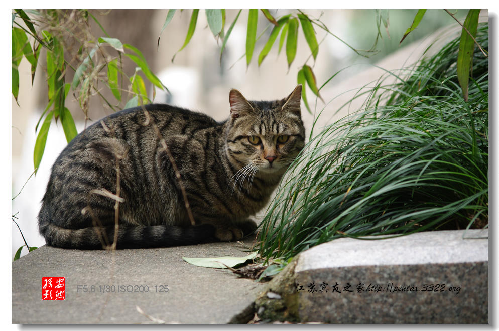 猫 摄影 静山高足