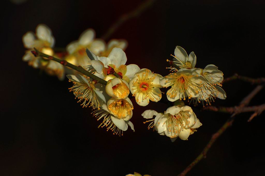 梅花 摄影 近山远水