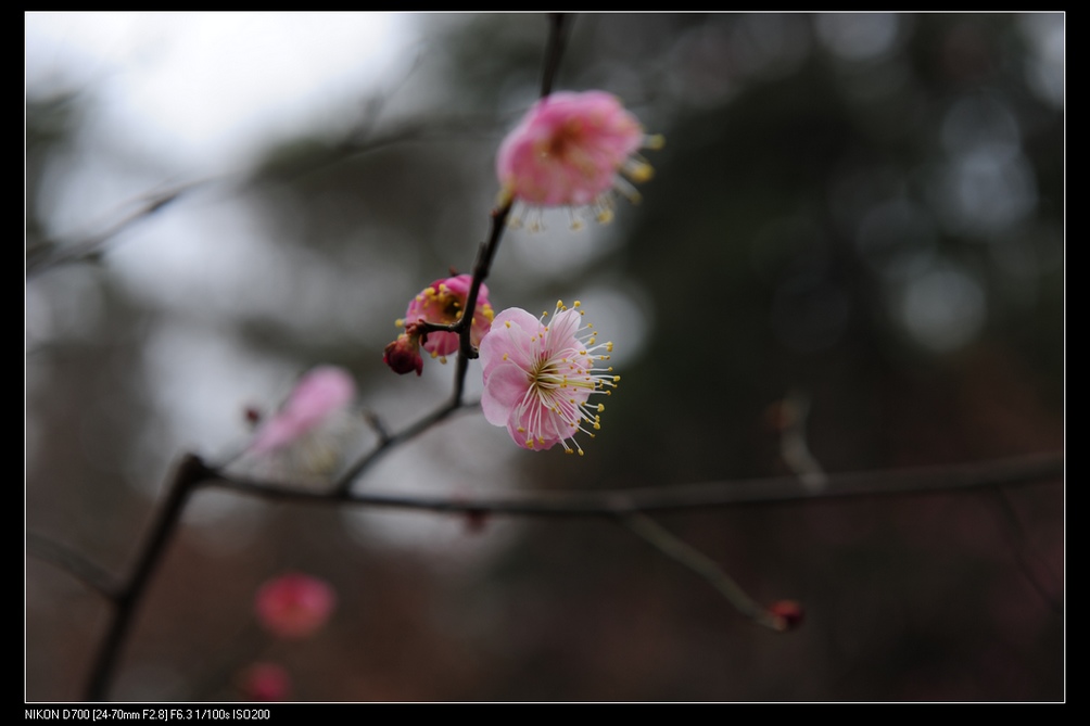 春梅花儿开 1 摄影 高架车