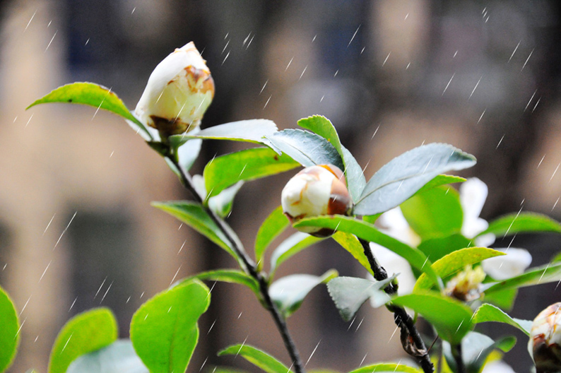 含苞待放 摄影 风雨无阻67