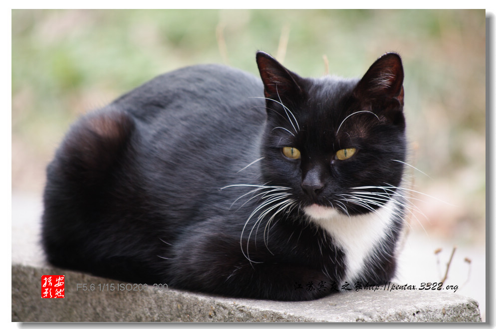 猫 摄影 静山高足