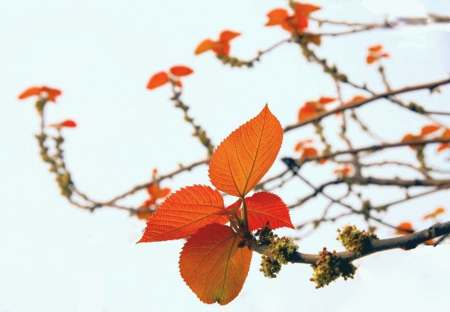 春叶如花 摄影 千里清秋