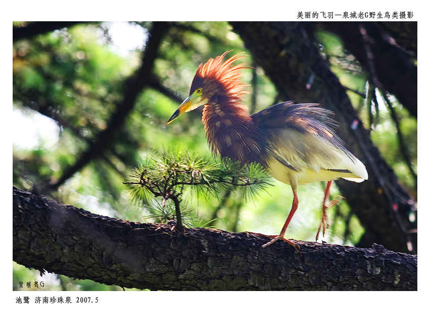 池鹭 摄影 老G