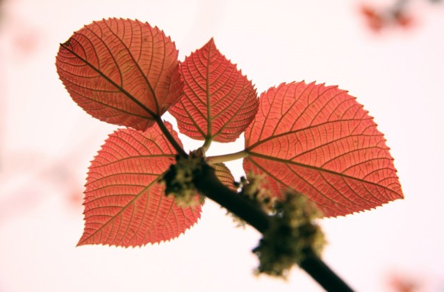 春叶如花 摄影 千里清秋