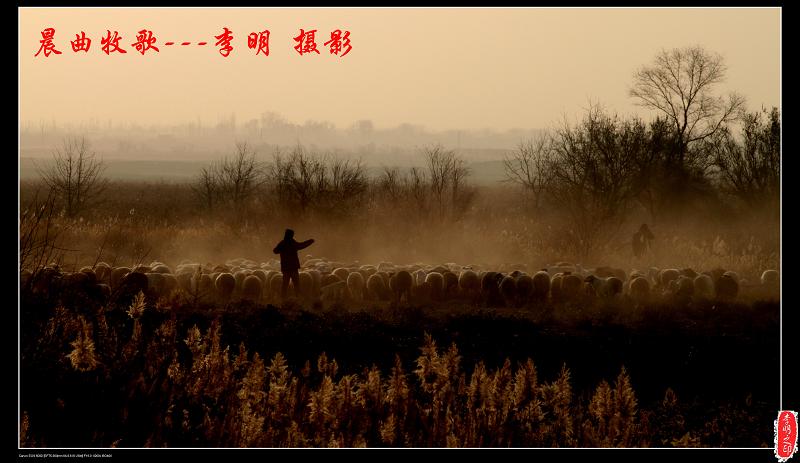 晨曲牧歌 摄影 大漠情缘