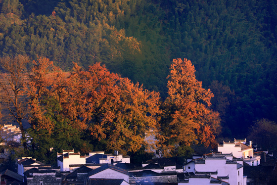 秋染山村 摄影 红桦