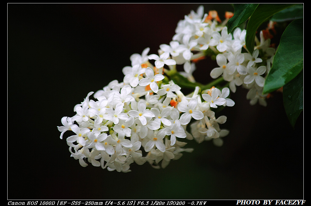 丁香花 摄影 facezyf