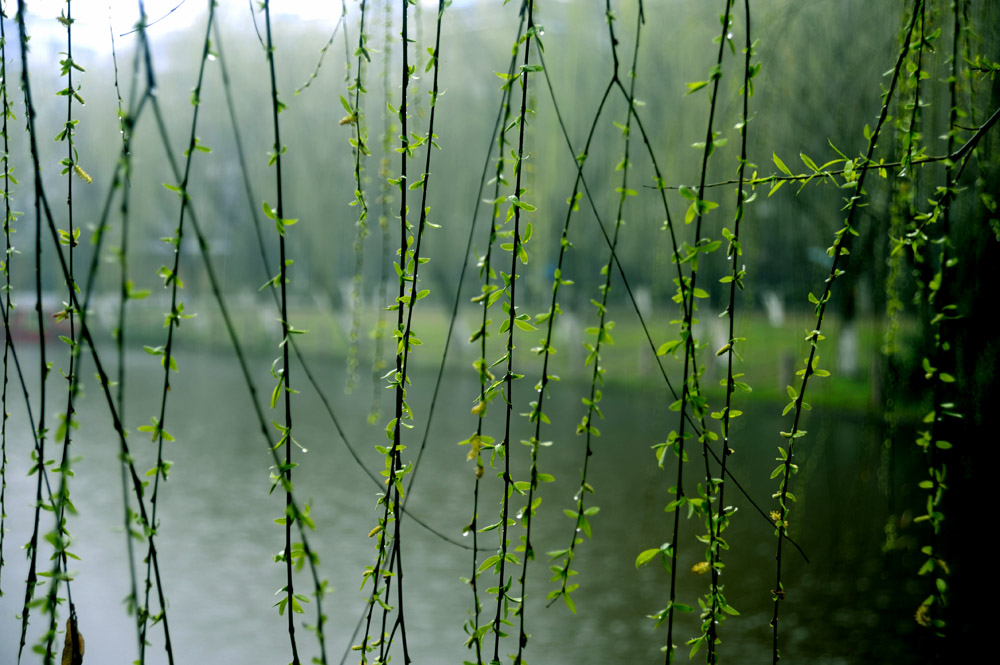 《一帘春梦》（一） 摄影 菜之色