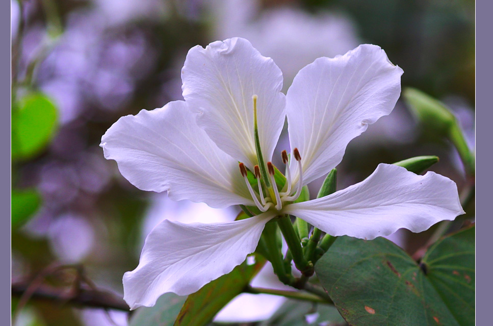 春花 摄影 菩提子