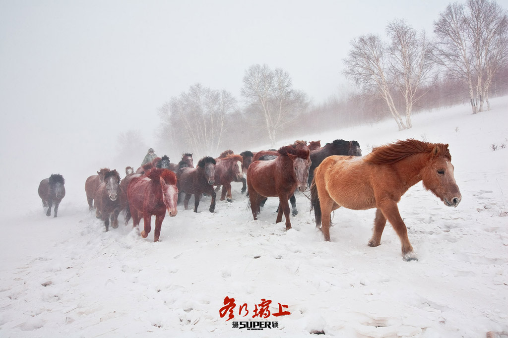 冬行坝上8—（牧马图） 摄影 摄颖