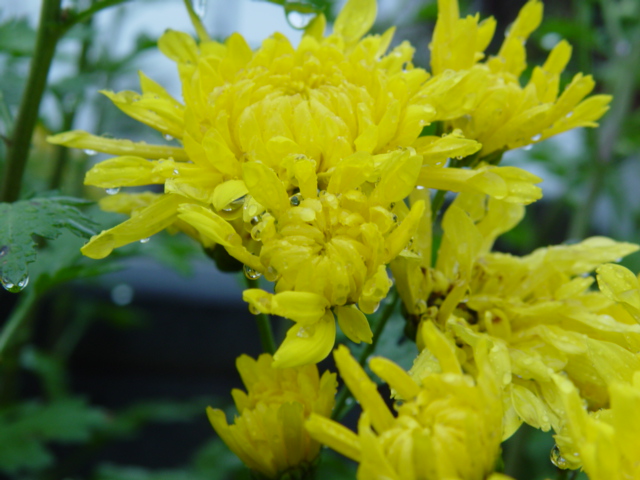 雨后花儿 摄影 红棉