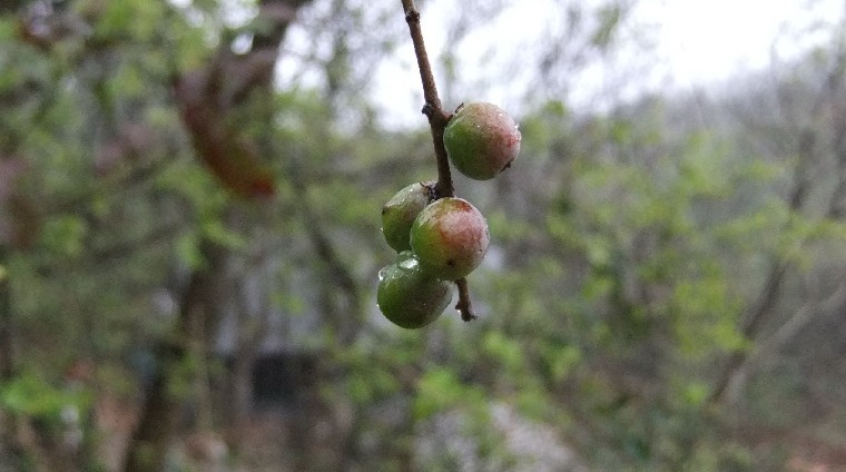 小野果果 摄影 万里狼