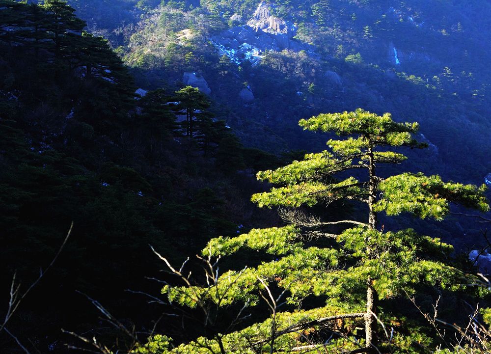 黄山松影 摄影 实在人