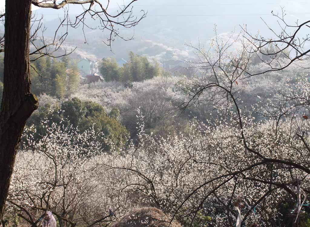 十里梅海 摄影 喜得乐