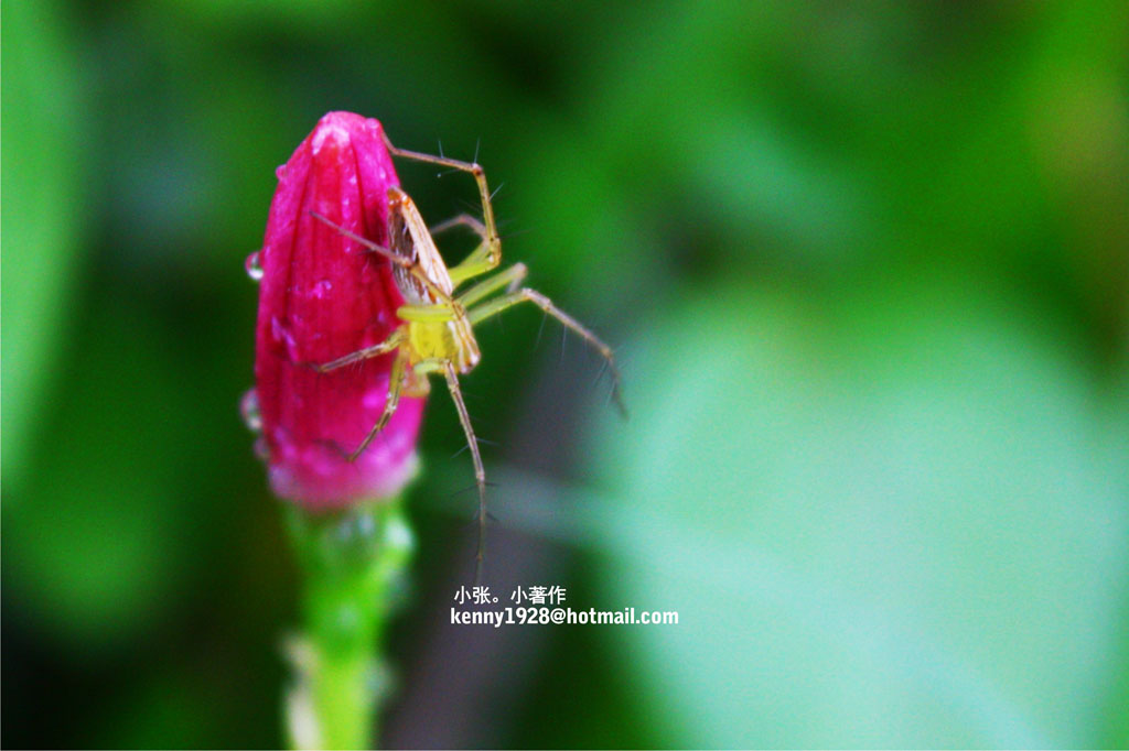 雨后 摄影 肯尼张