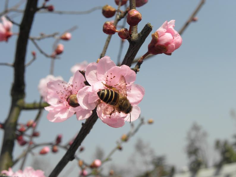 招蜂引蝶的花仙子--梅花 摄影 贪玩的蝴蝶