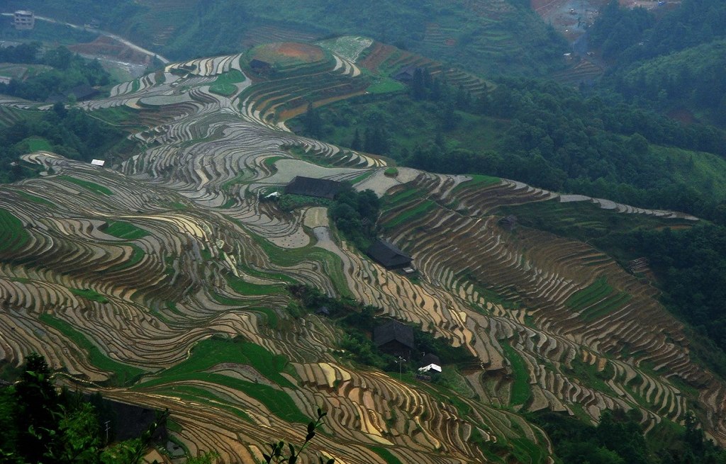 桂林龙胜金坑梯田 摄影 山海风