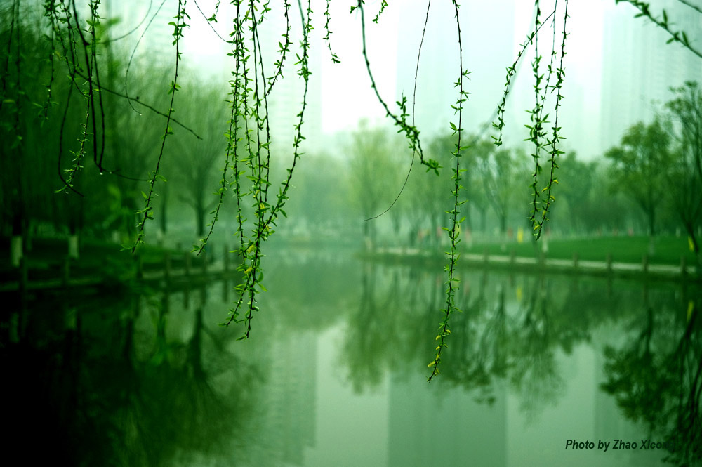 《一帘春梦》（四） 摄影 菜之色