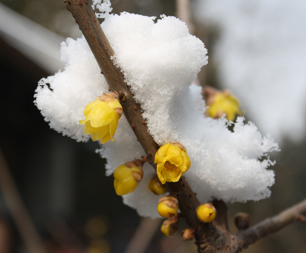 雪梅 摄影 bjkaola