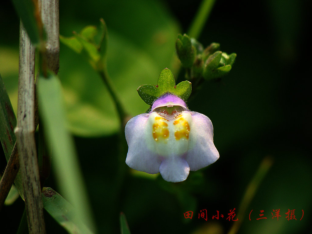 小花 摄影 三洋