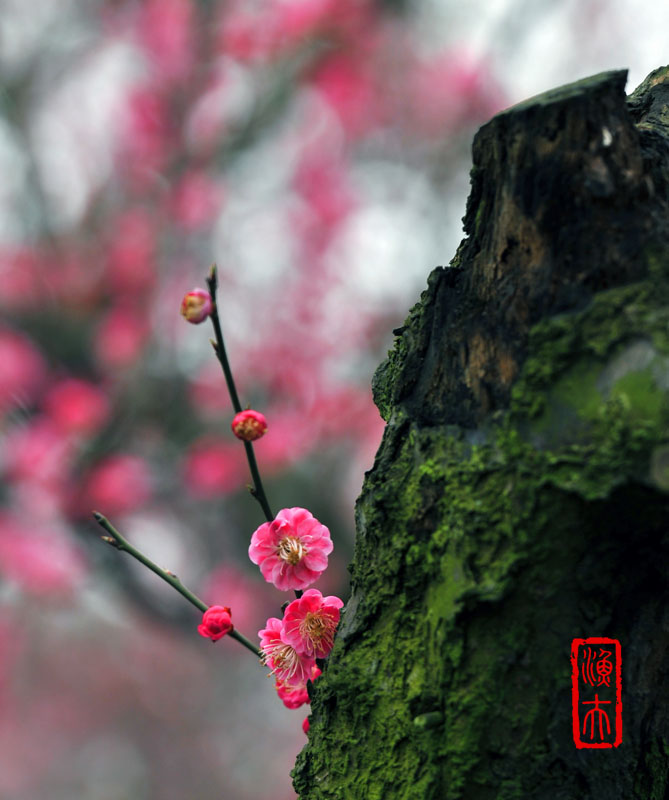 梅花 摄影 乡下农夫