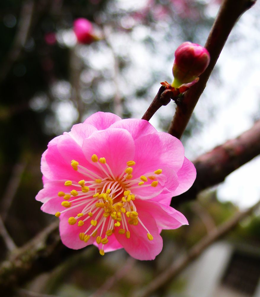 正月十五看梅花 摄影 博说之