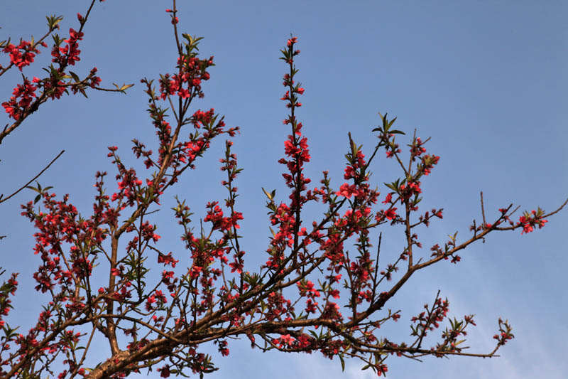 春暖花开 摄影 红叶枫树林