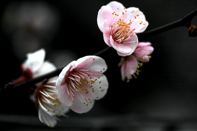 梅花 摄影 曹开林