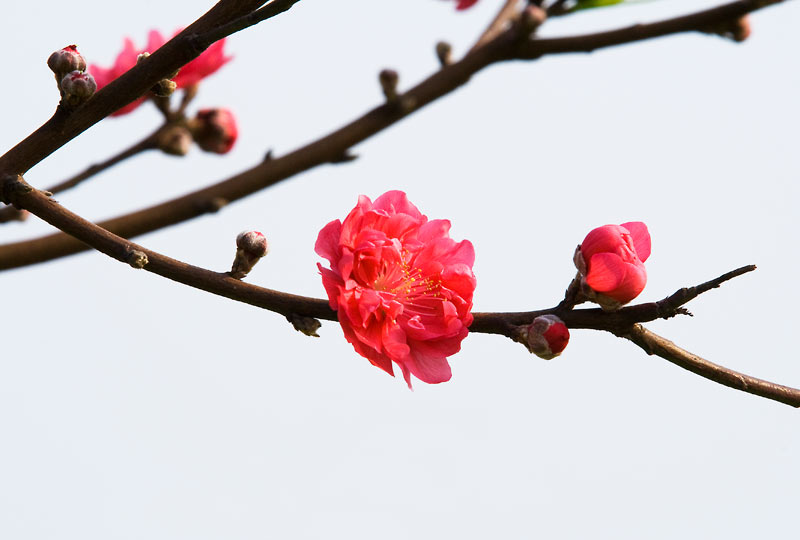 迎春桃花开3 摄影 hjh88999