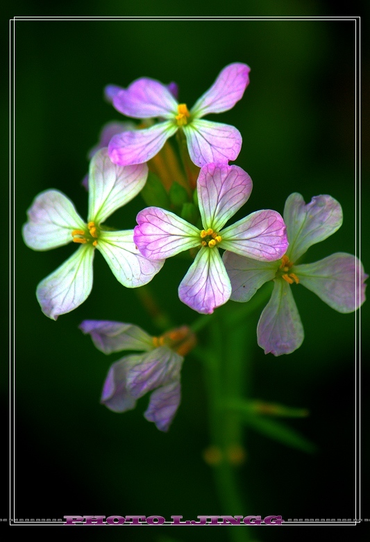 小小花 摄影 wyongj