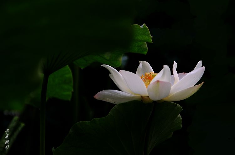 荷花仙子 摄影 风中的早晨