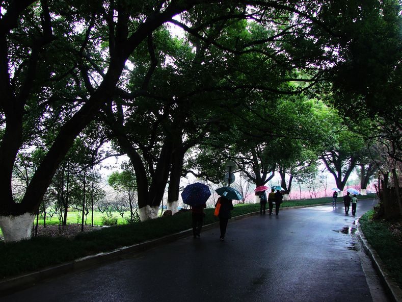 雨中探梅 摄影 金玉满堂