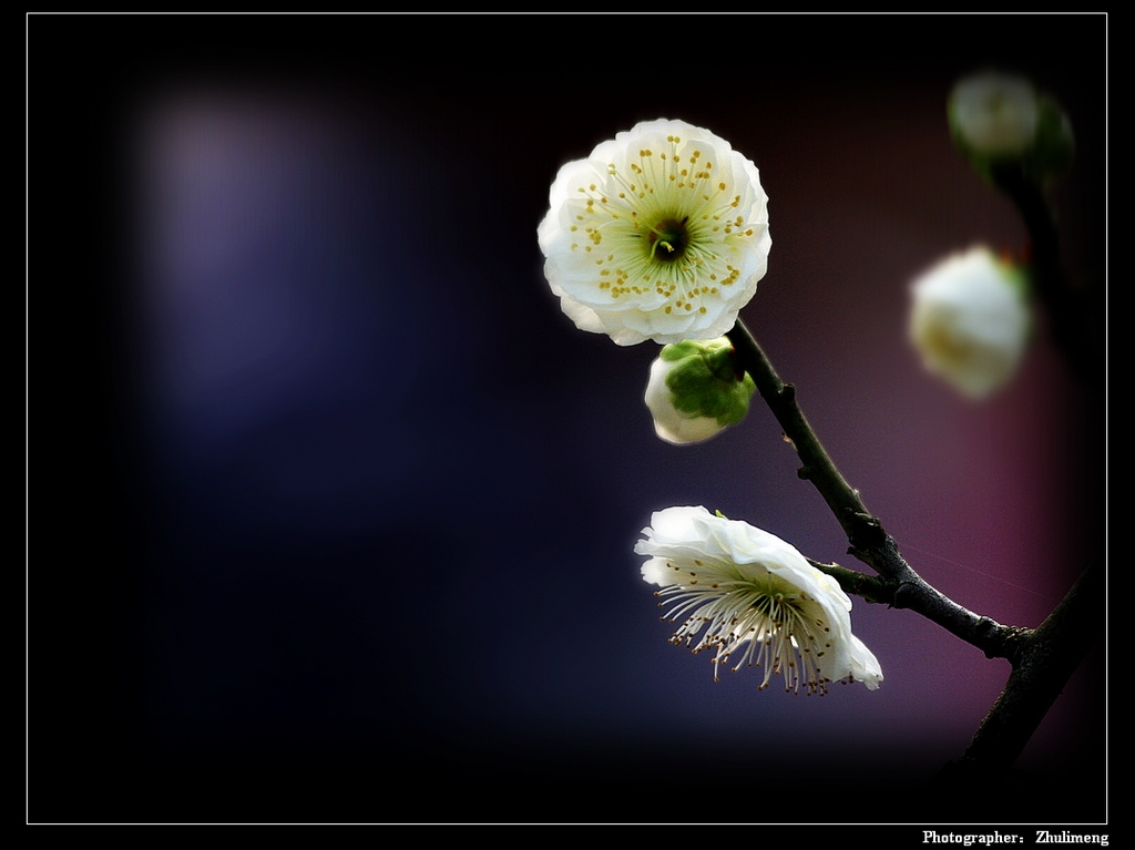 魅影重重 摄影 Zhulimeng