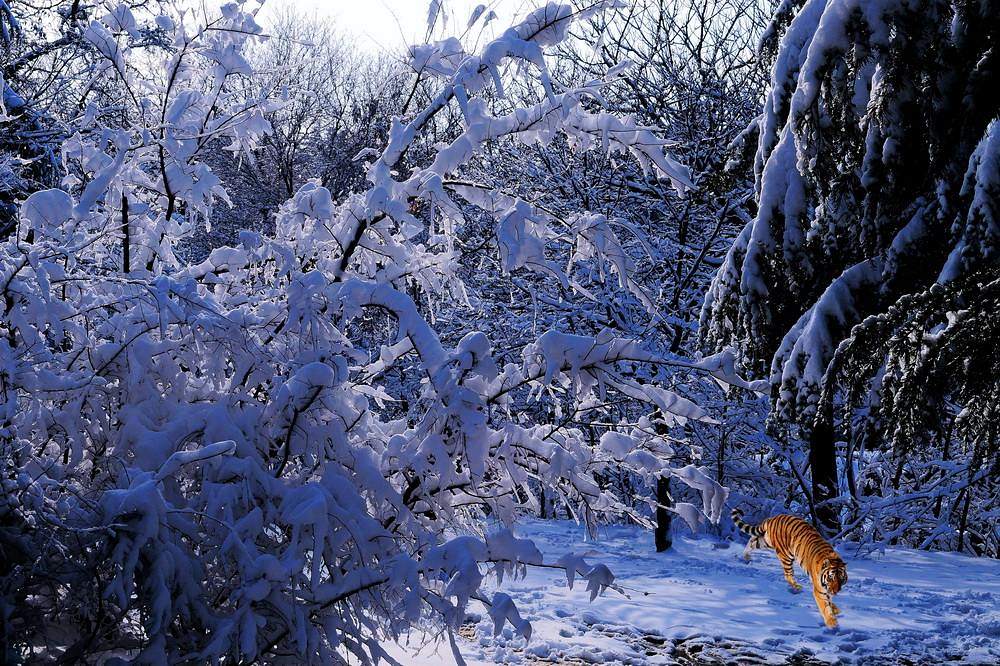 瑞雪迎虎 摄影 海岸影韵