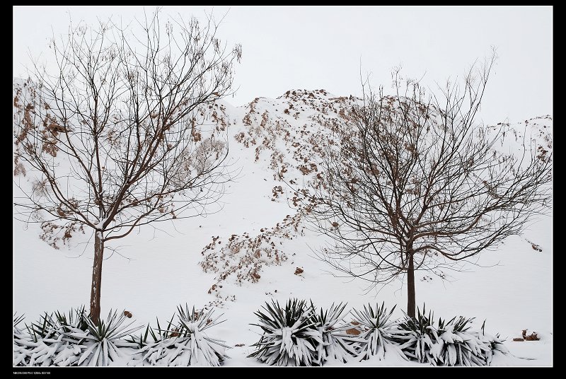 2010年的----春雪 摄影 海月楼