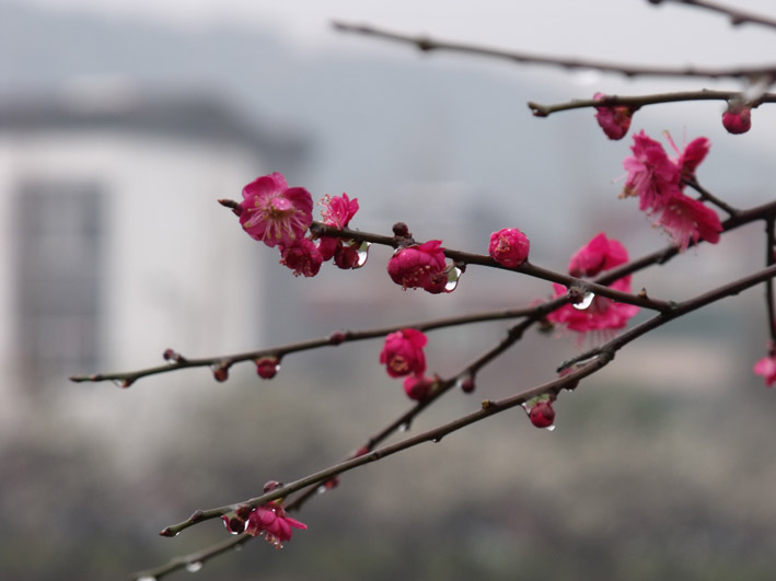 梅香四溢 摄影 烛花