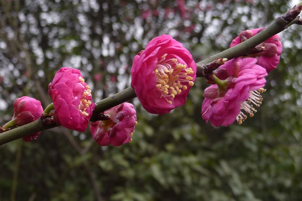 春梅 摄影 无心柳有心花