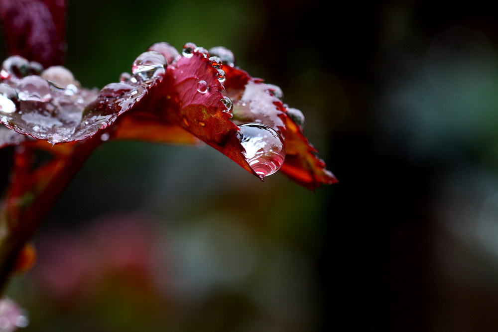 春雨 摄影 山村大夫