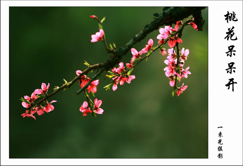 春桃花艳艳 摄影 长风万里行