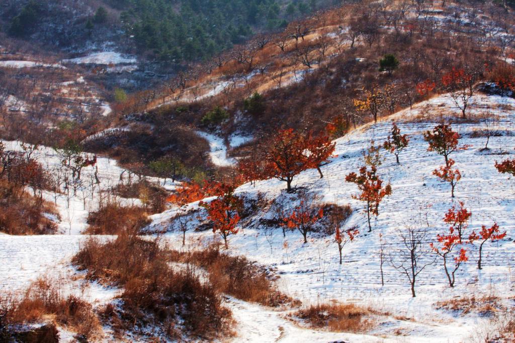 初雪菓园 摄影 文影1953