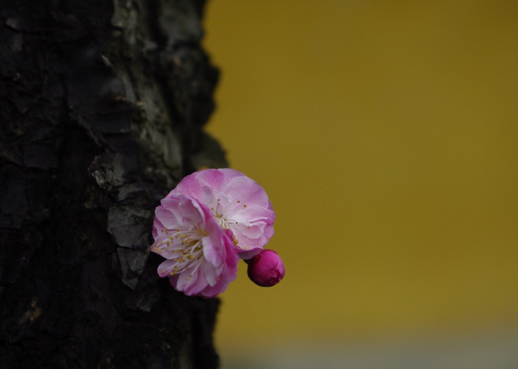 梅花 摄影 雨夜孤雁