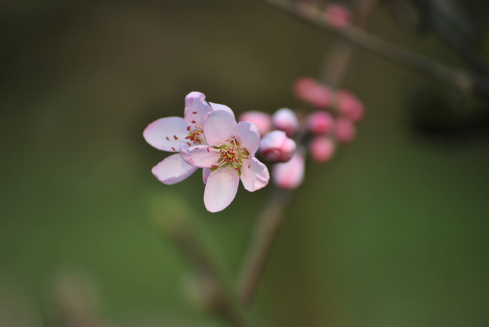 桃花 摄影 影好