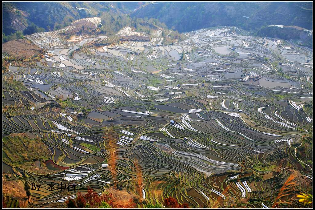 元阳梯田 摄影 水中行