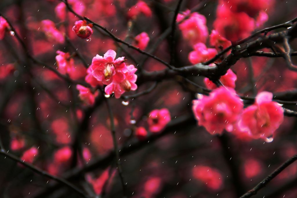 雨中红梅 摄影 东方大侠