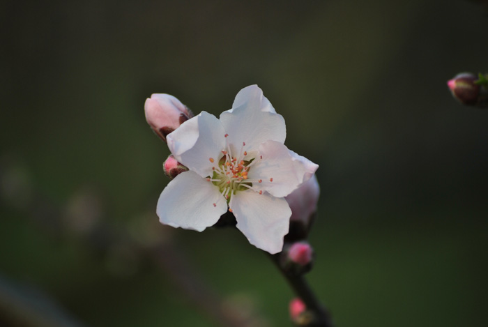 桃花 摄影 影好