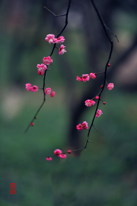 梅花 摄影 乡下农夫